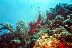 Cozumel Reef. Palancar Reef, Cozumel. Sea&SEa MX-5. Kodak... by Kevin Robert Panizza 